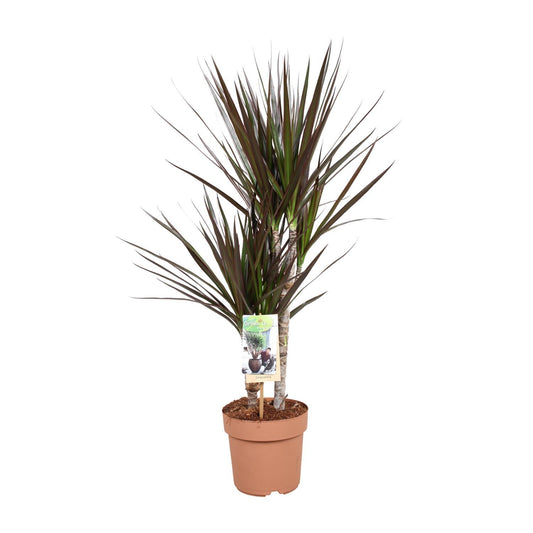 Dracaena Magenta - Ø17 ↕80