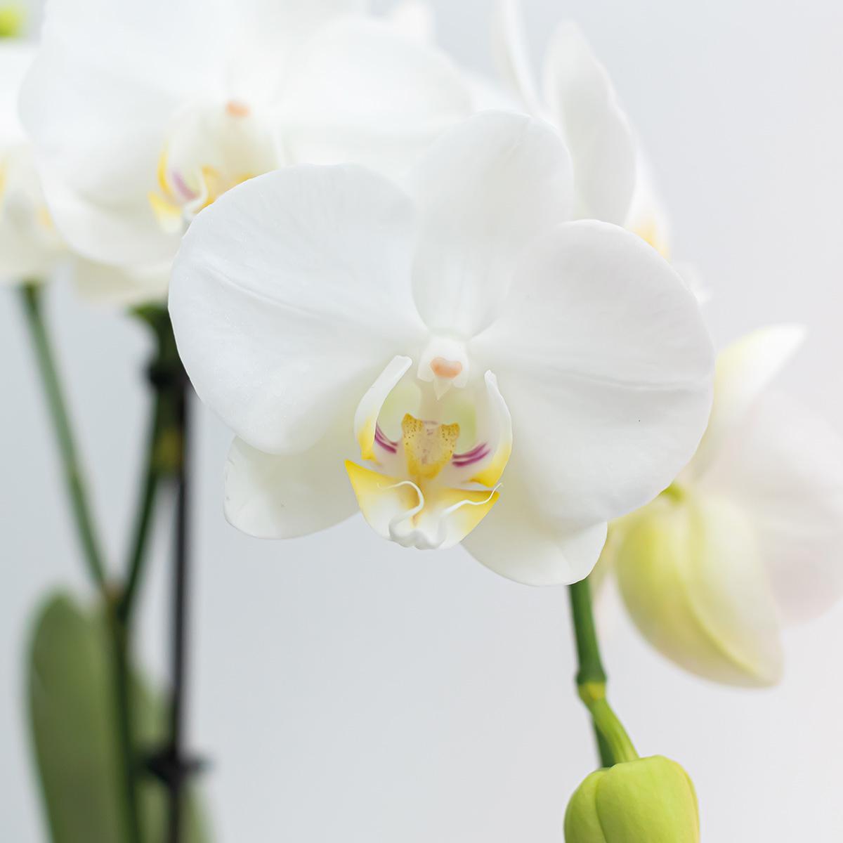 Kolibri Orchids | COMBI DEAL von 2 weißen Phalaenopsis Orchideen - Amabilis - Topfgröße Ø9cm | blühende Zimmerpflanze - frisch vom Züchter