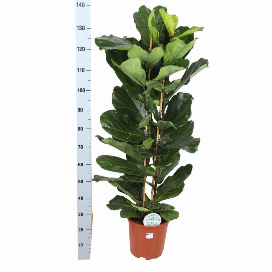 Ficus lyrata (2 touffe)