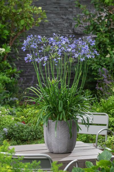 Agapanthus 'Blaue Pracht' | Schmucklilie mit himmelblauer Blüte | Robuste Garten- und Kübelpflanze