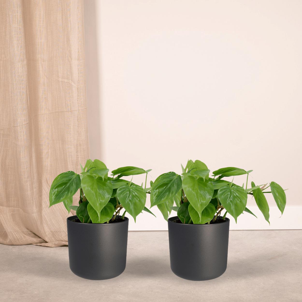 Philodendron Scandens Duo | 2 Kletterpflanzen | Pflegeleichte Zimmerpflanze | 5cm Höhe, ø12cm Topf