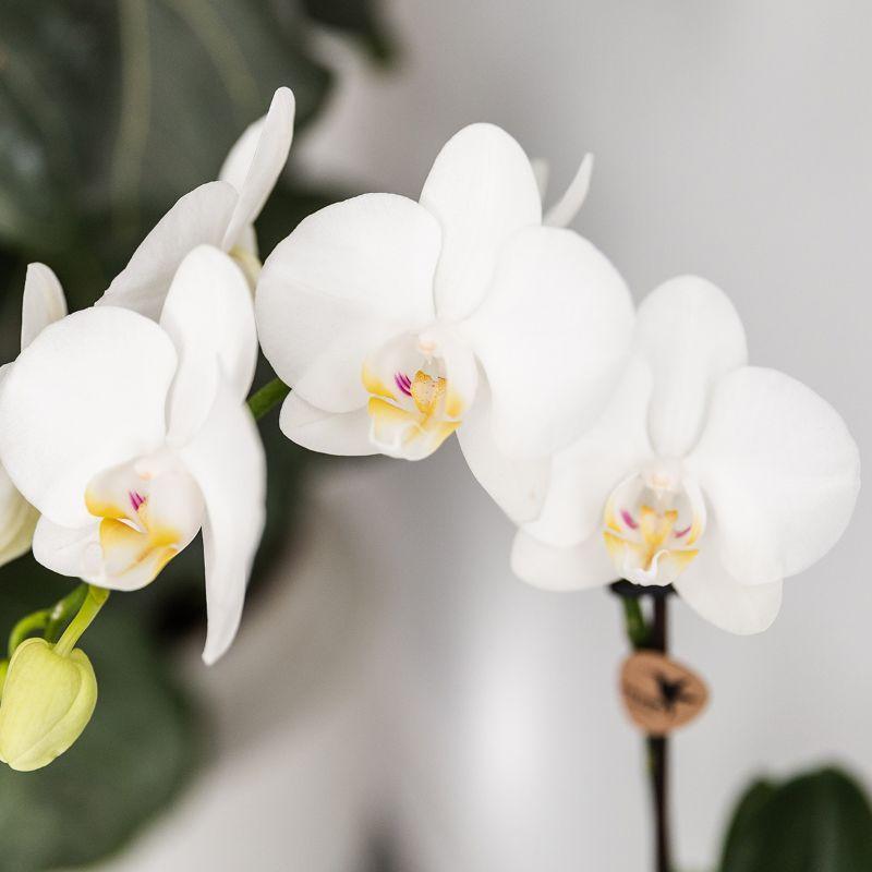 Pflanzenset - Keramiktopf "Fisch" Türkis | Phalaenopsis Orchidee und Crassula Hobbit Sukkulente