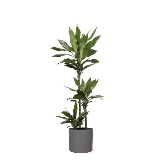 Dracaena Janet Lind Ø24cm ↕120cm in Era ANTRACIET Topf