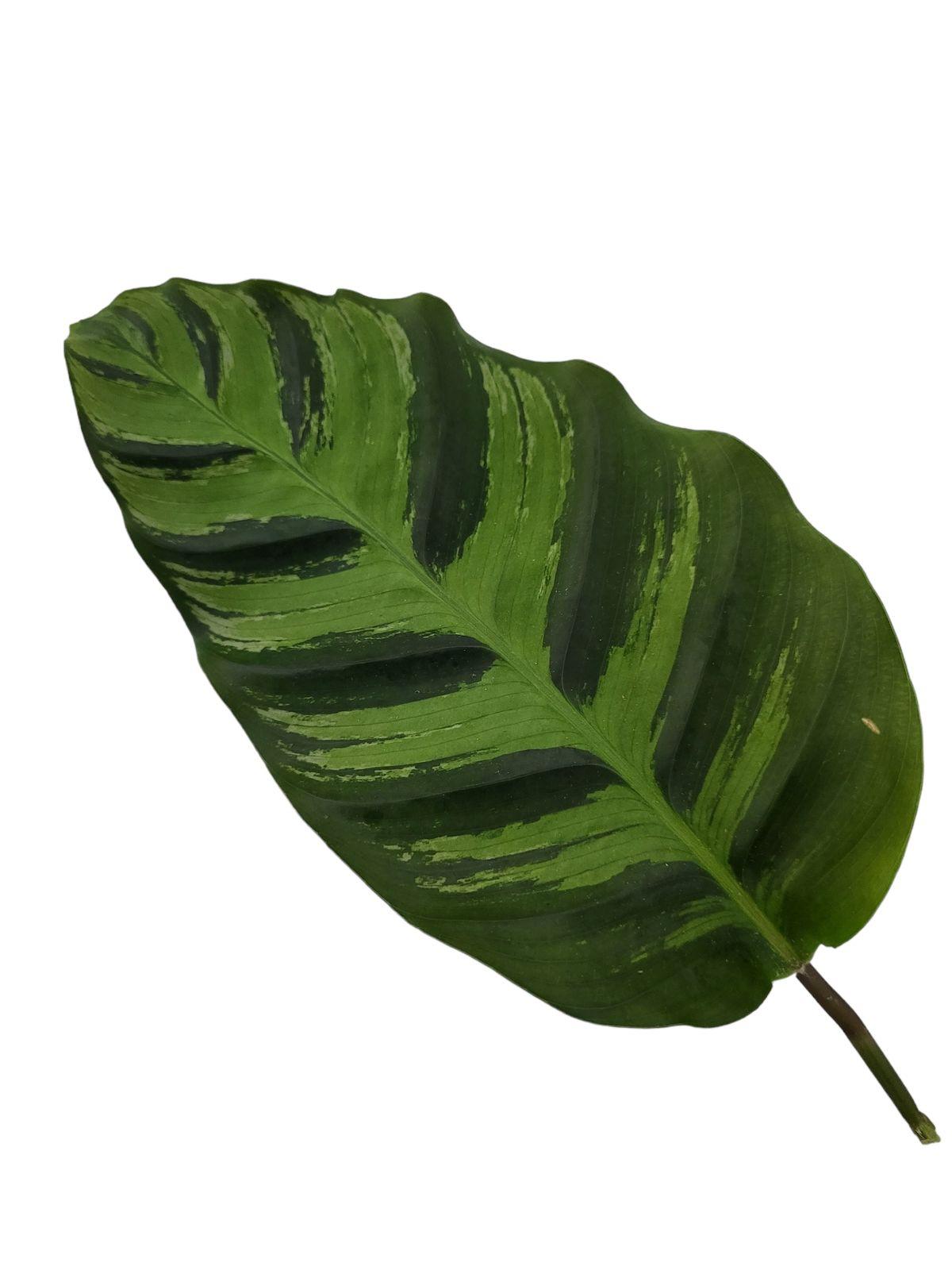 Calathea Greenstar - 40 cm - Ø12cm