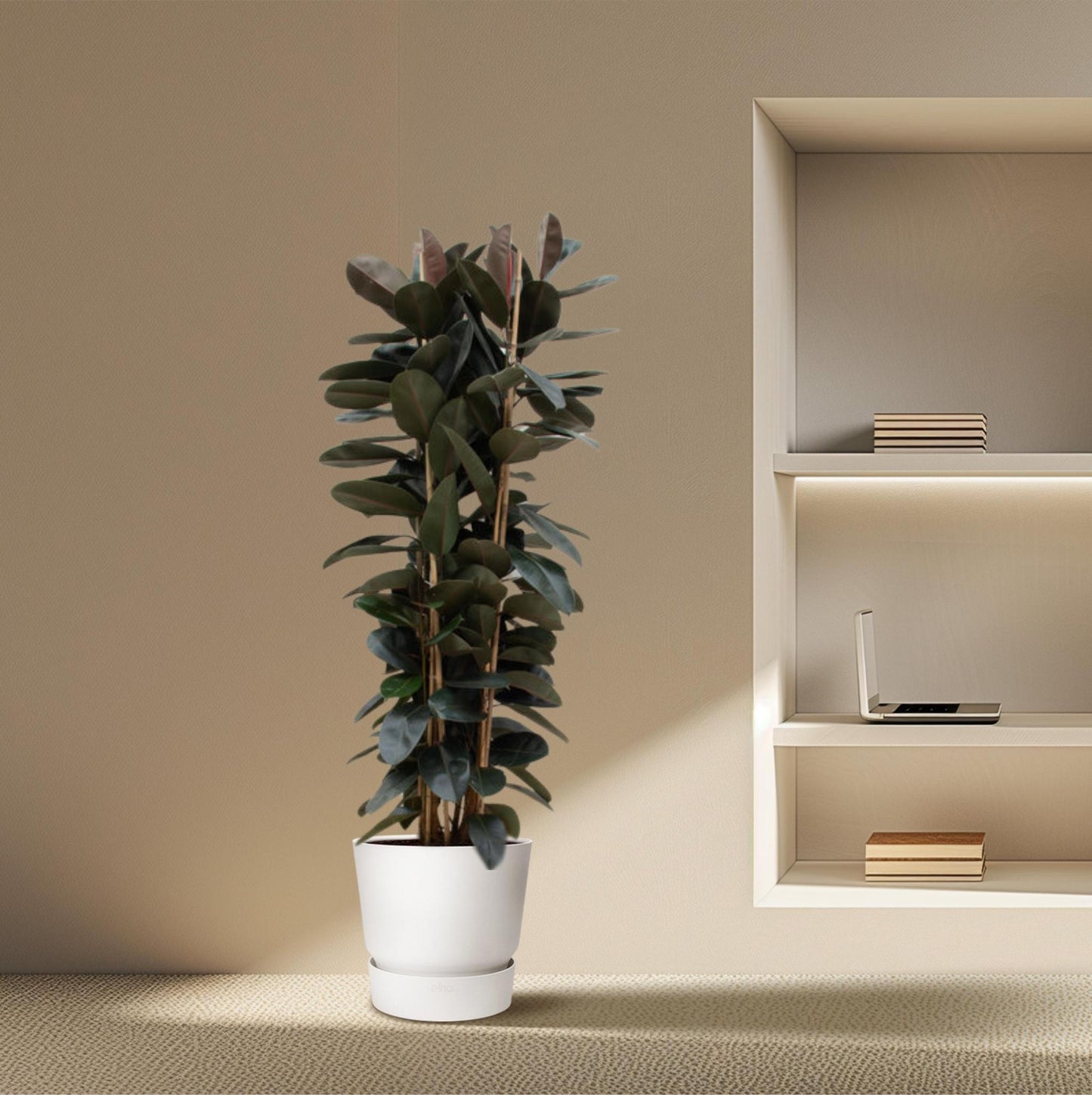 Ficus Elastica Abidjan struik  - 225cm - ø40cm