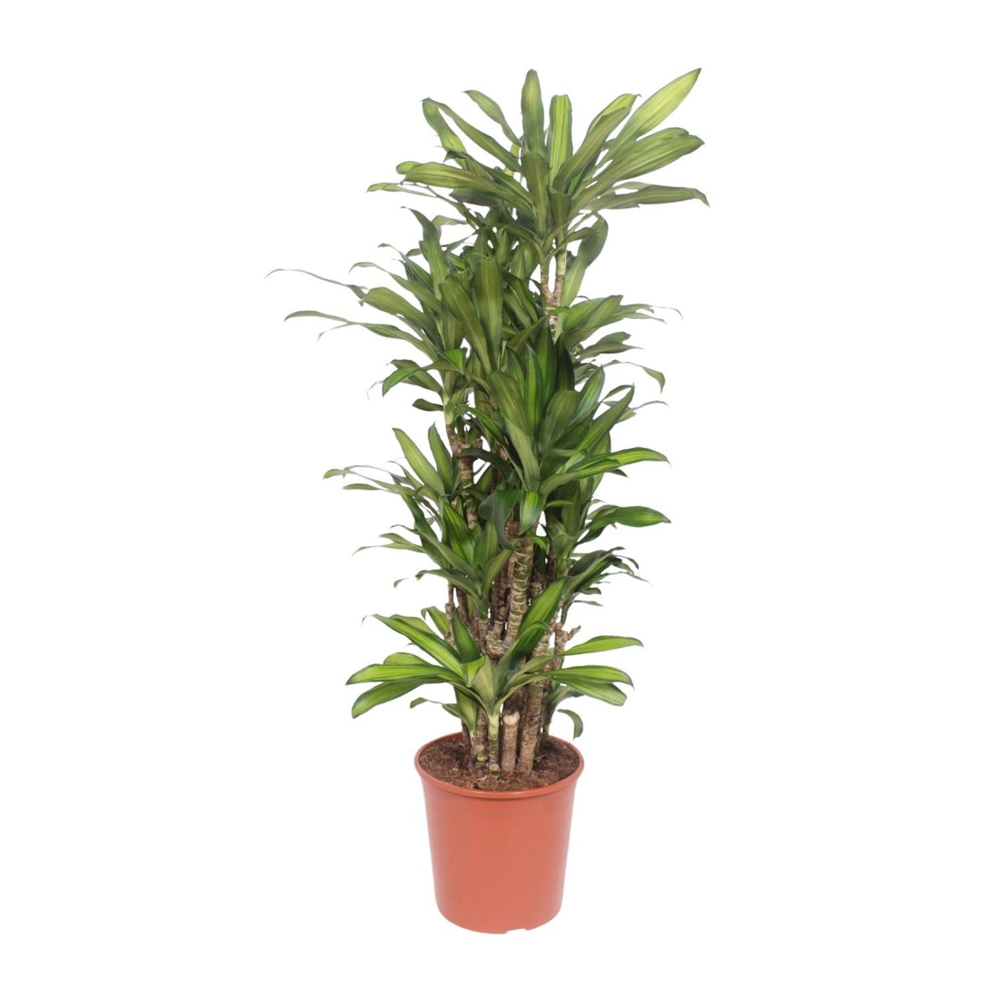 Dracaena Eve - 160 cm  - ø30