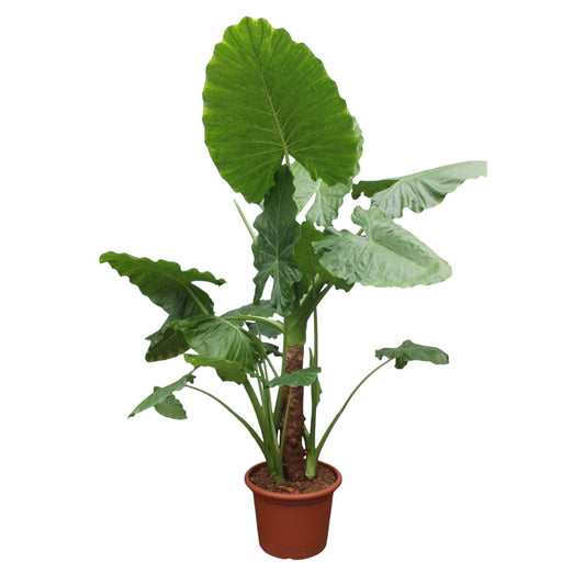 Alocasia Macrorrhiza Gigant Deluxe | Monumentale Elefantenohr-Pflanze | Spektakuläre Tropische XXL-Zimmerpflanze | 250 cm Höhe, Ø60cm Topf