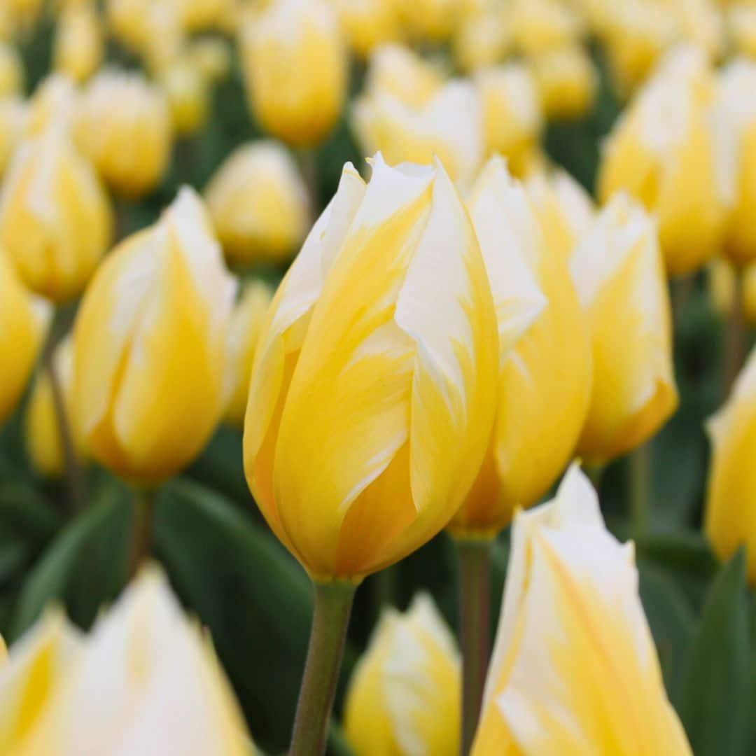 Flowerbulbs Amsterdam Dutch Tulip Mix - Luxusbox groß, 90 Premium Tulpenzwiebeln, Größe 12+"