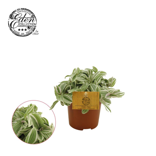 Tradescantia Tenderness - Ø10,5 cm - ↕10,5 cm