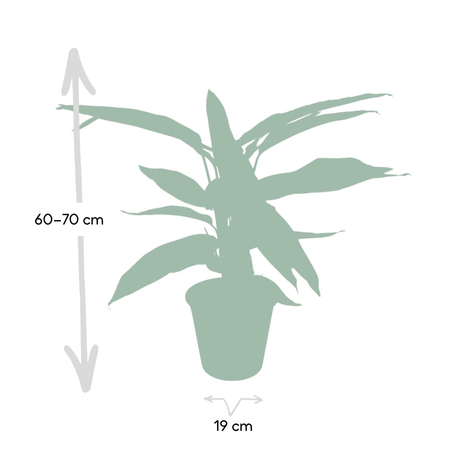 Calathea Triostar - 70cm - Ø19