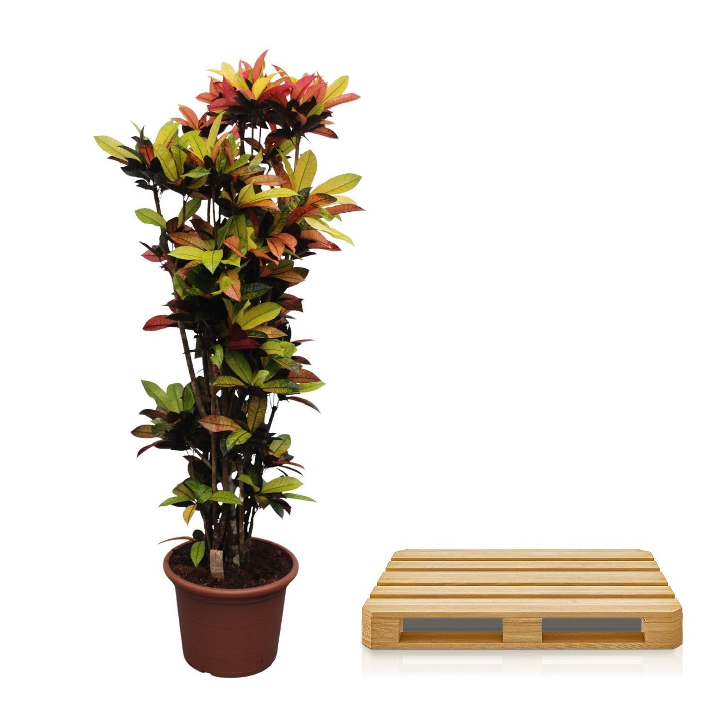 Codiaeum Iceton (Croton Iceton) - 220 cm - Ø50 cm | Imposante Zimmerpflanze mit Exotischer Farbenpracht