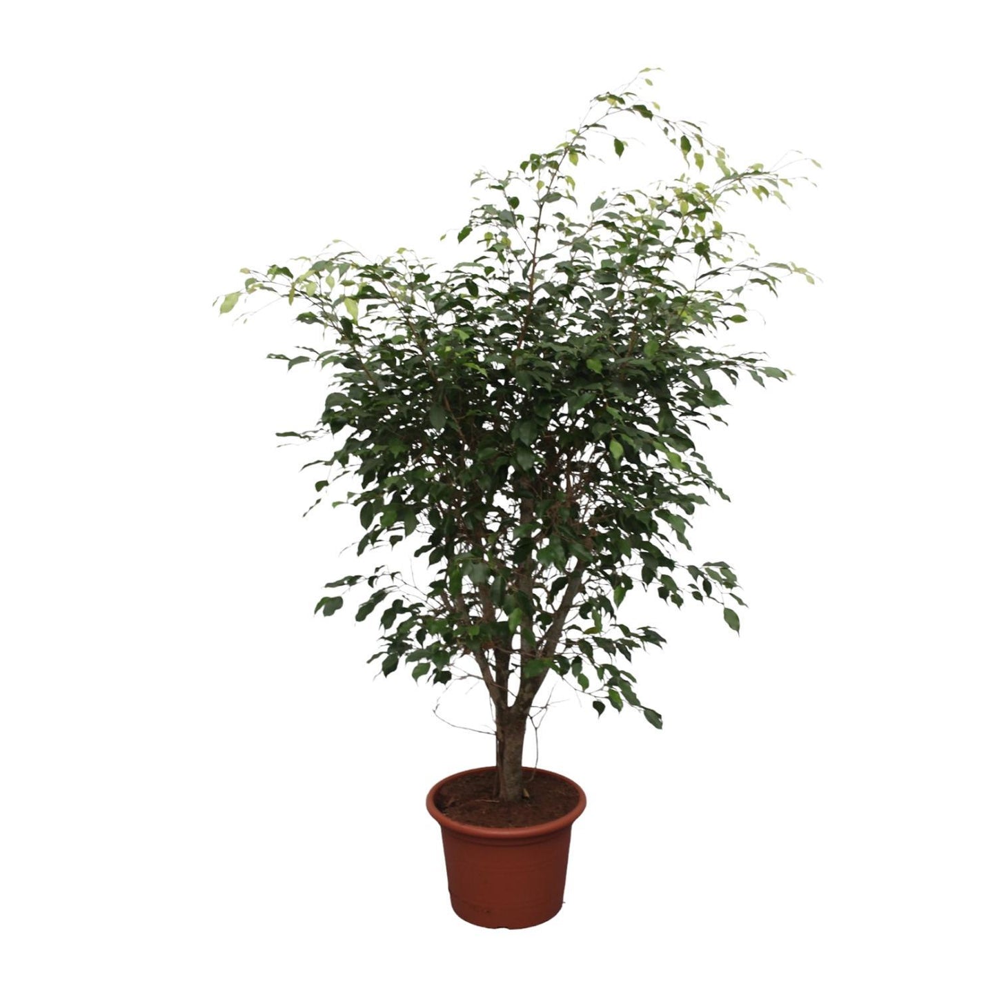 Ficus Benjamina Exotica Verzweigt – 150 cm, Ø: 40 cm