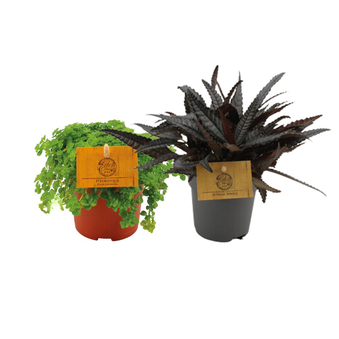 Pilea Duo  - 2 Stücke - Ø10,5cm - ↕15cm