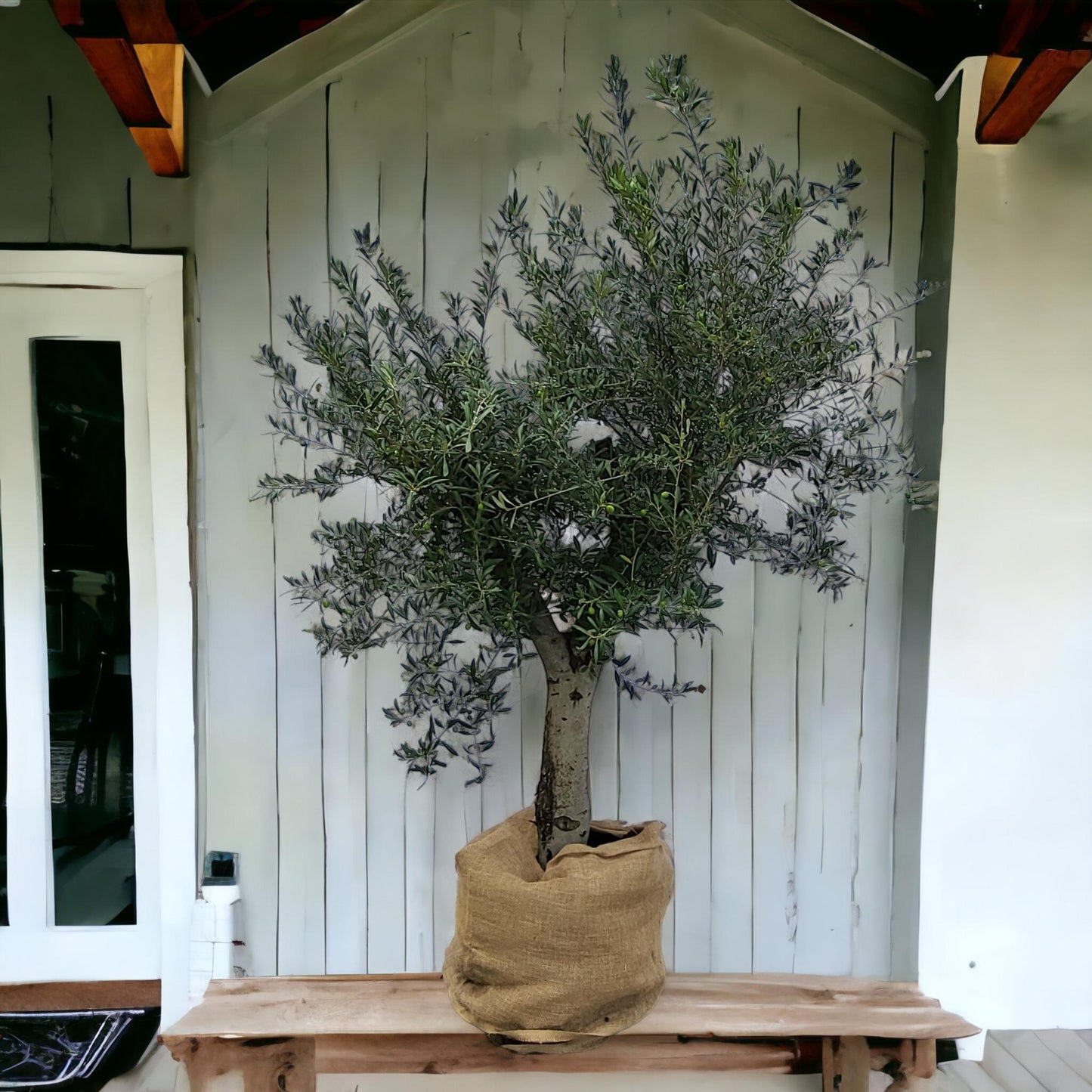 Olea europaea am Stiel – Olivenbaum im eleganten Stieltopf (45 Liter)