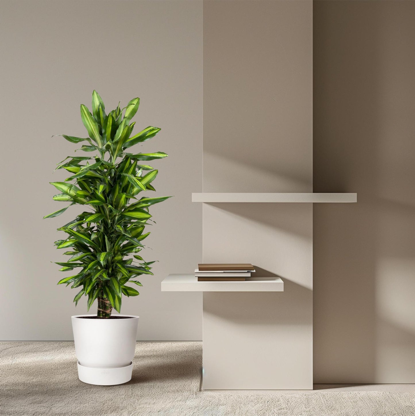 Dracaena Cintho vertakt - 120 cm - ø27