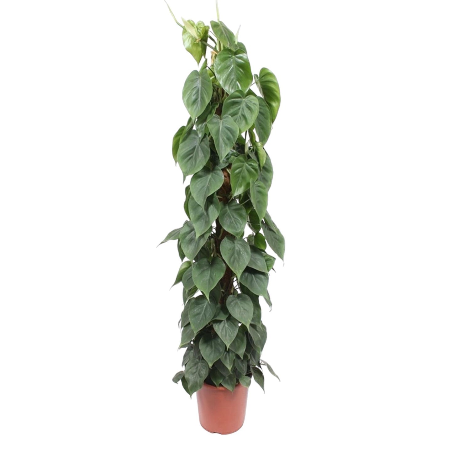 Philodendron Scandens – Eleganter Kletterphilodendron für grüne Akzente (150 cm Höhe, Ø 27 cm)