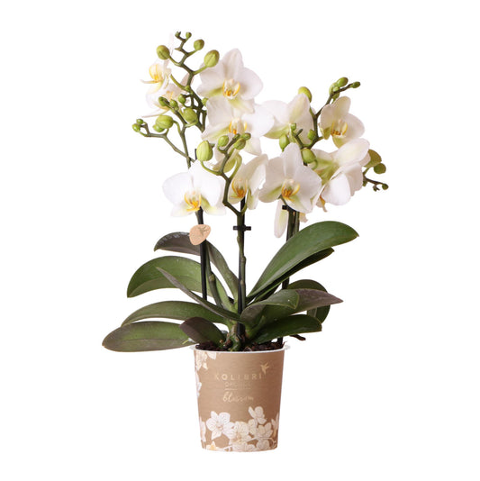 Weiße Phalaenopsis-Orchidee - Lausanne - Topfgröße Ø9cm | Blühende Zimmerpflanze - frisch vom Züchter