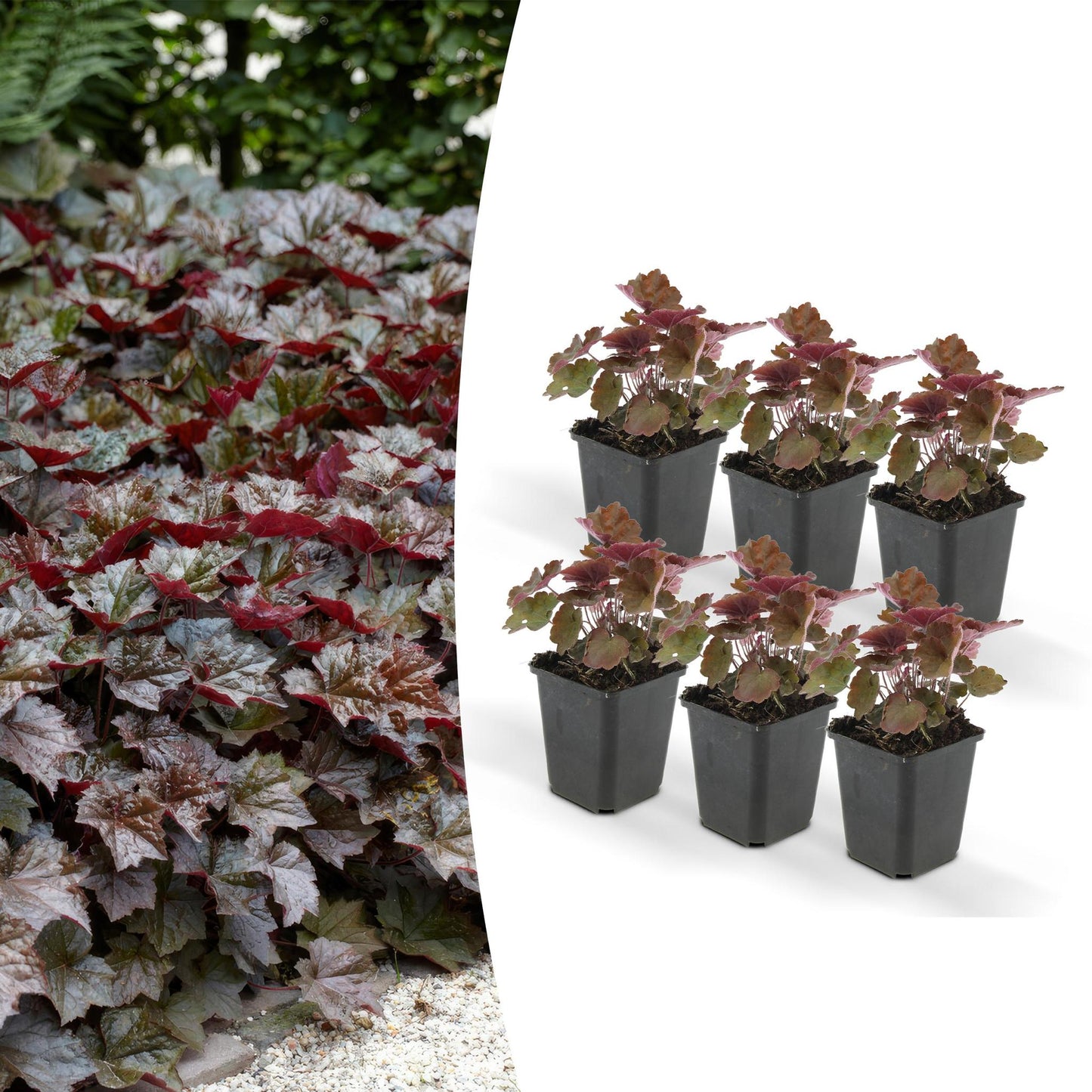 Heuchera mic. 'Palace Purple' - ↕25cm - Ø9cm