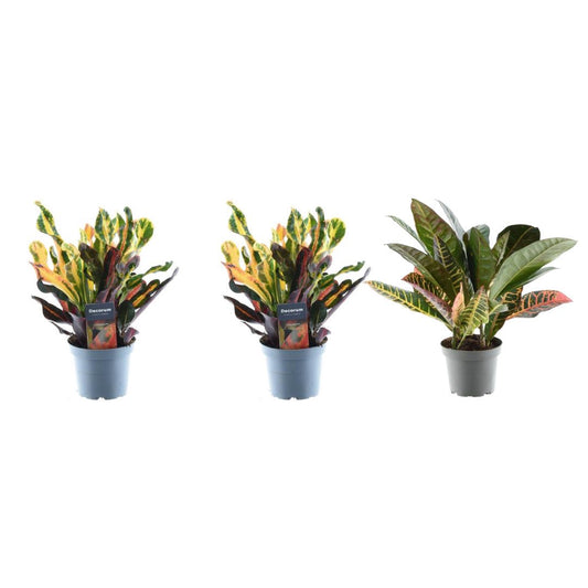 Croton Codiaeum Mix | 3er-Set Bunte Wunderstrauch | Tropische Zimmerpflanze | 30cm Höhe, ø12cm Topf