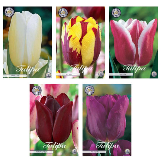 Vielfältiger Triumph-Tulpen Mix: 44 Zwiebeln, 5 Sorten - Farbenpracht für Ihren Frühlingsgarten