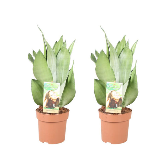 Sansevieria Moonshine - 2 Stücke - Ø14cm - ↕40cm