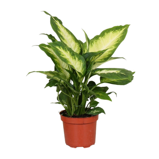 Dieffenbachia Camilla - Ø12cm - ↕35cm