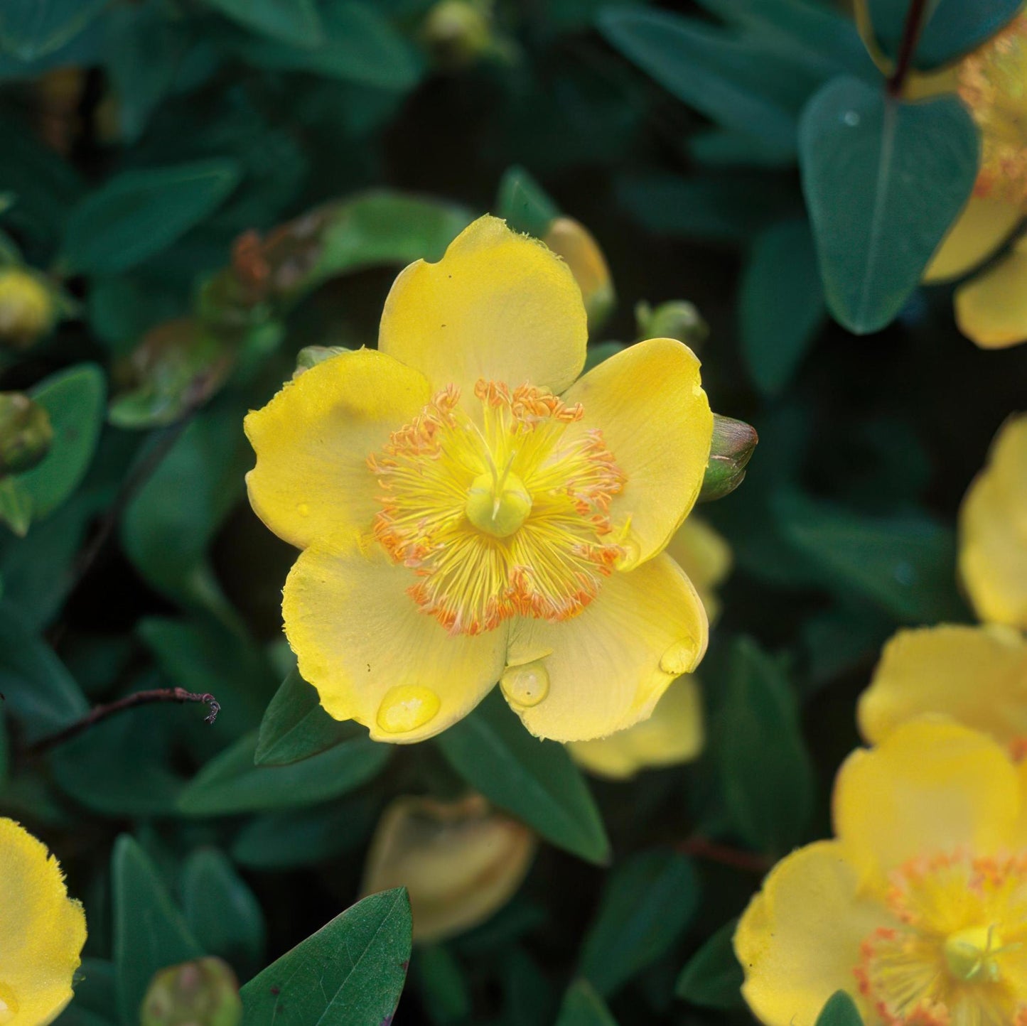 Großblütiges Johanniskraut | 12 Pflanzen Set | Hypericum calycinum | Winterharter Bodendecker