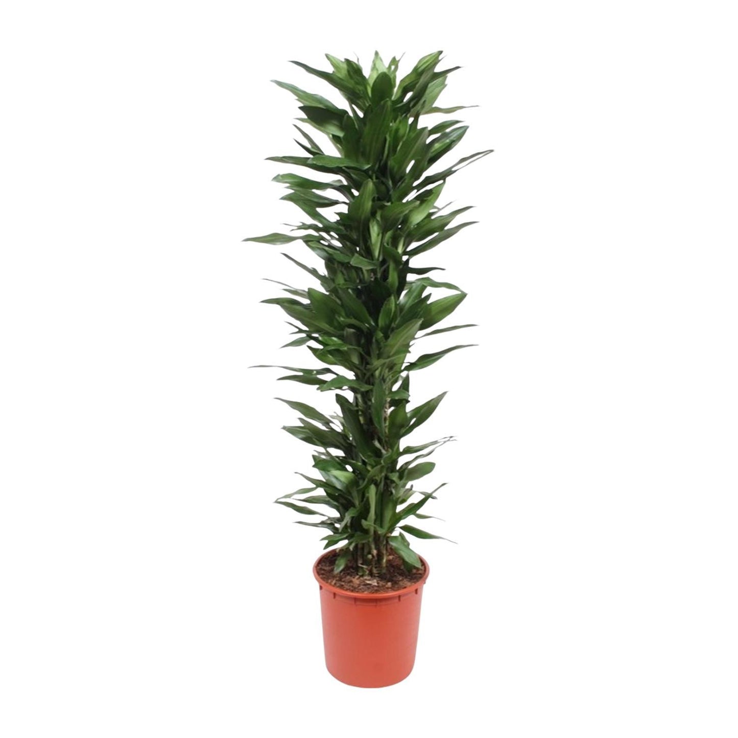 Dracaena Janet Lind - 170 cm - ø34