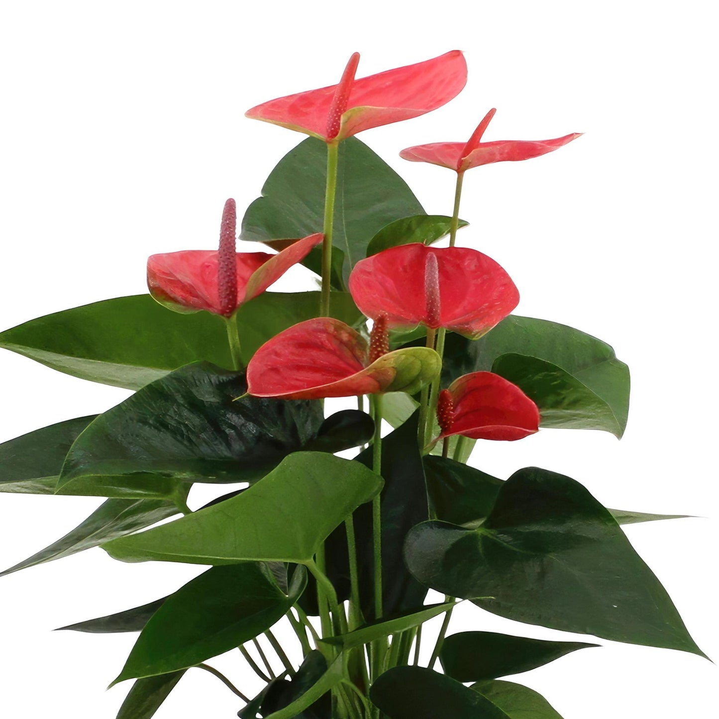 Anthurium Andreanum  Sweet Dream inkl. PURE zinktopf - 45cm - Ø12