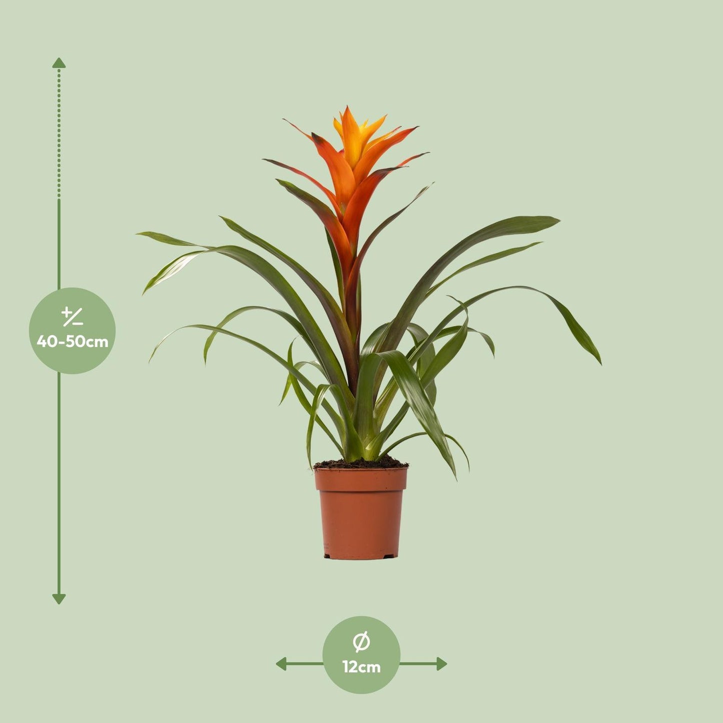 Guzmania Variada – Ø12 cm – ↕50 cm