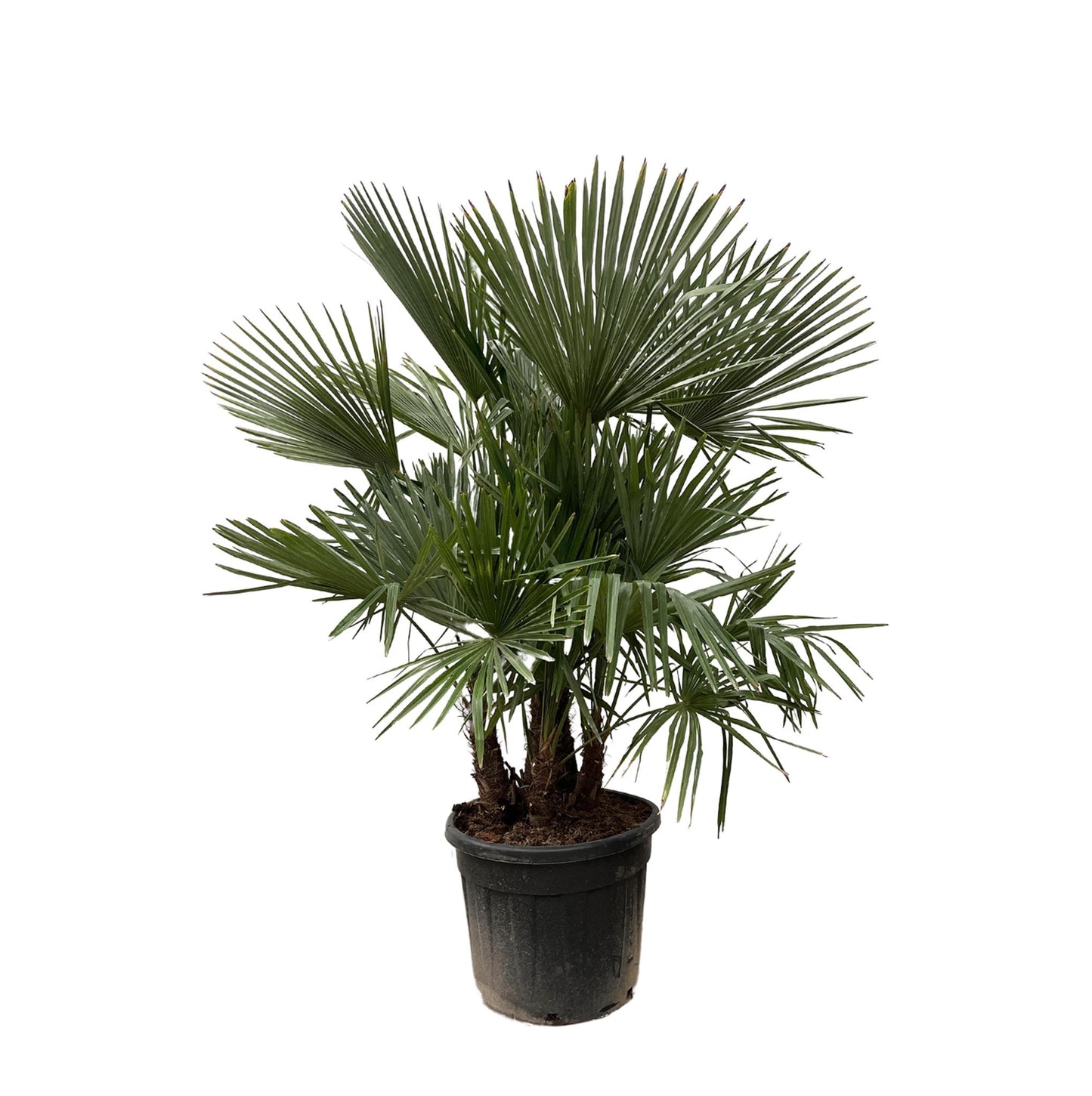 Trachycarpus Multi-Stamm - 200cm- Ø45