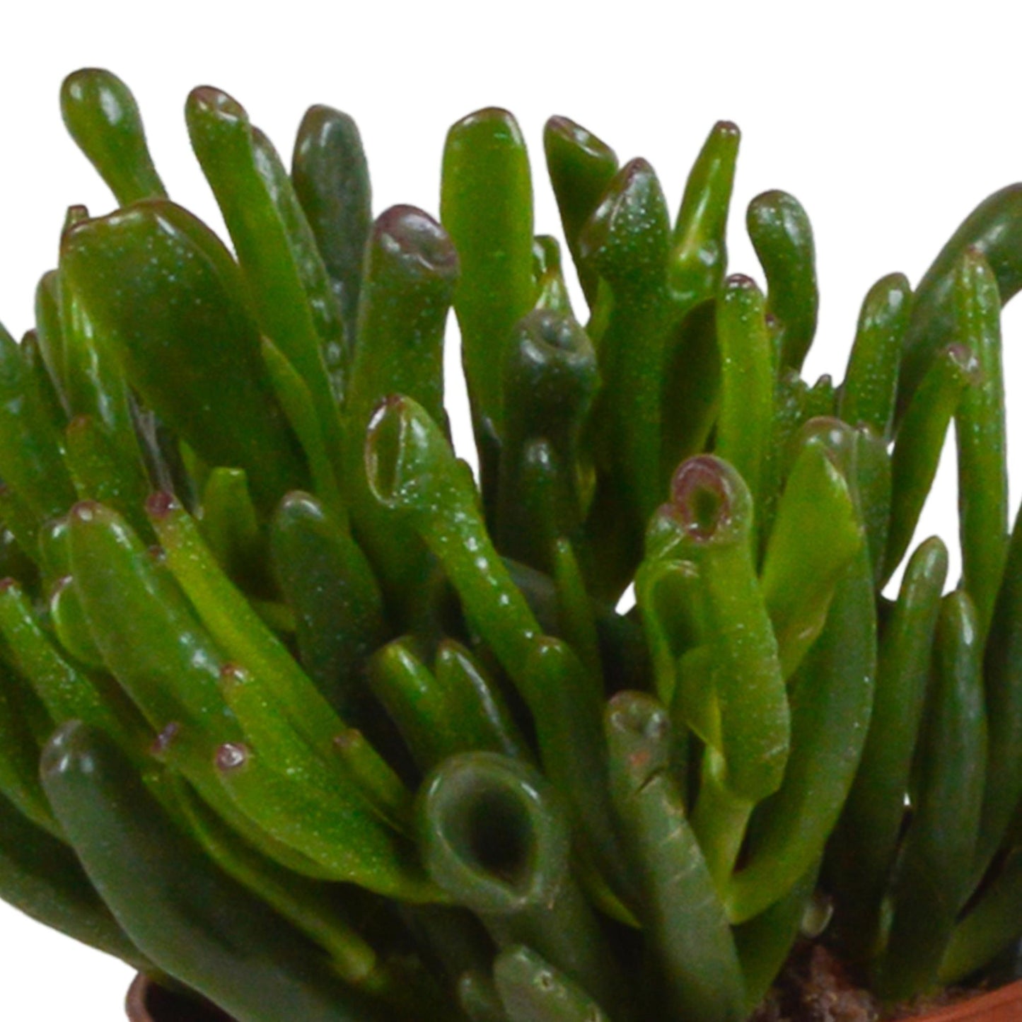 Crassula-Mischung 10,5 cm - 3x - im weißen Topf