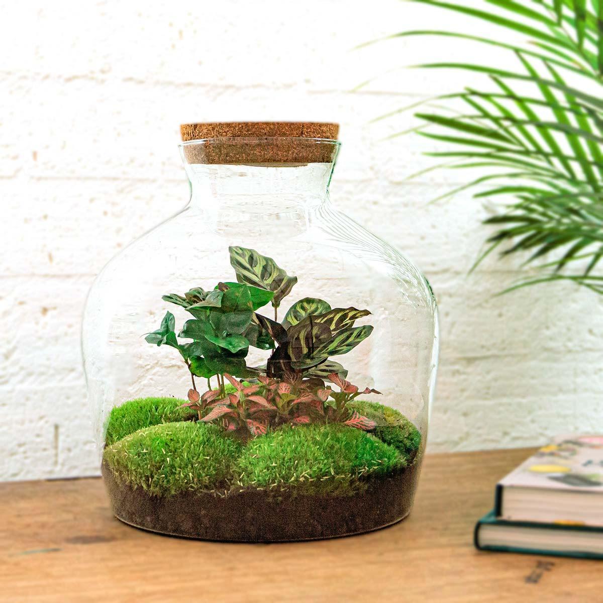 Terrarium - Fat Joe Coffea - ↕ 30 cm