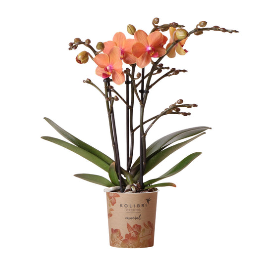 Orange Phalaenopsis Orchidee - Mineral Bolzano - Topfgröße Ø9cm | blühende Topfpflanze - frisch vom Züchter