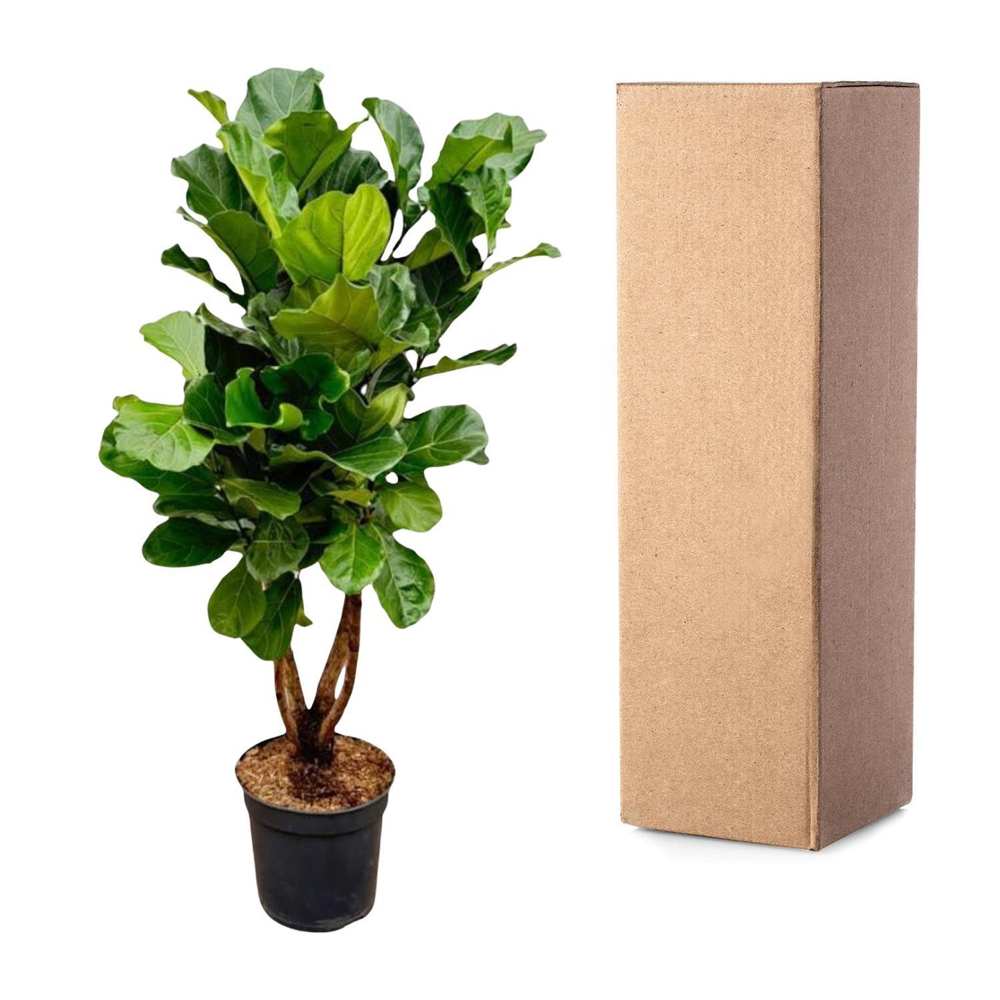 Ficus Lyrata vertakt XL - 200cm - ø32