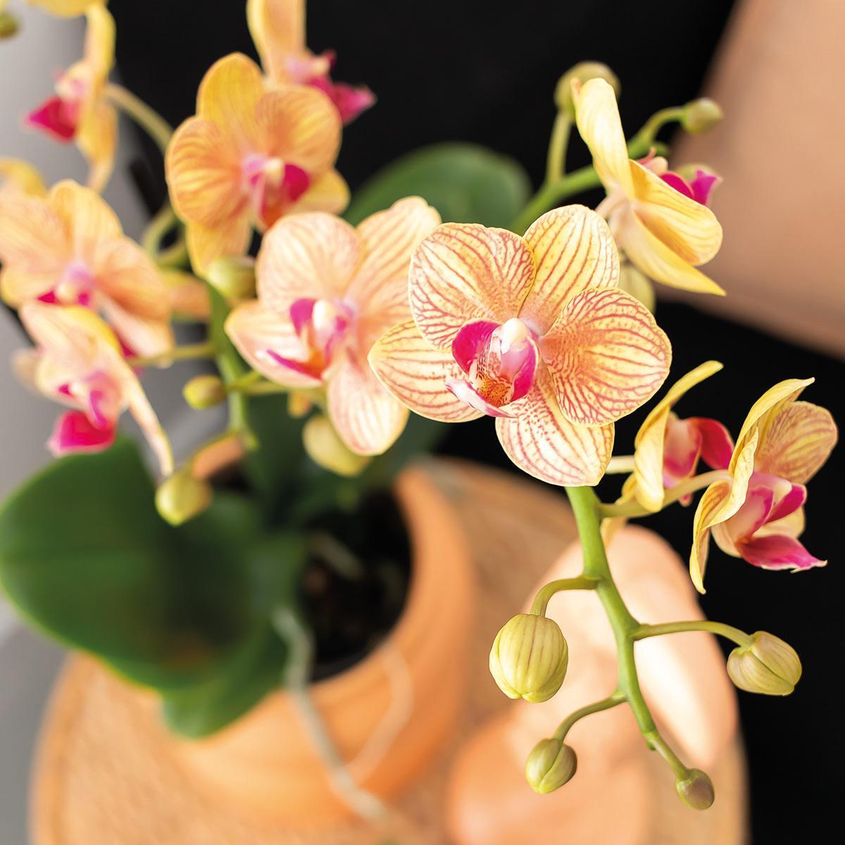 Kolibri Orchids | Geschenkset Optimismus kleiner Pfirsich | Grünpflanze mit orangefarbener Phalaenopsis-Orchidee in Candy-Ziertöpfen auf weißem Bio-Tablett