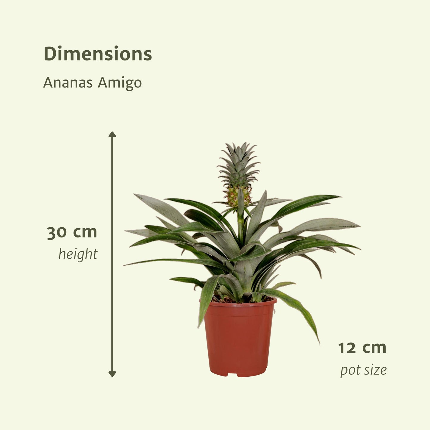 Bromelia (Ananaspflanze) - Ø12cm - ↕30cm - 2 Stücke