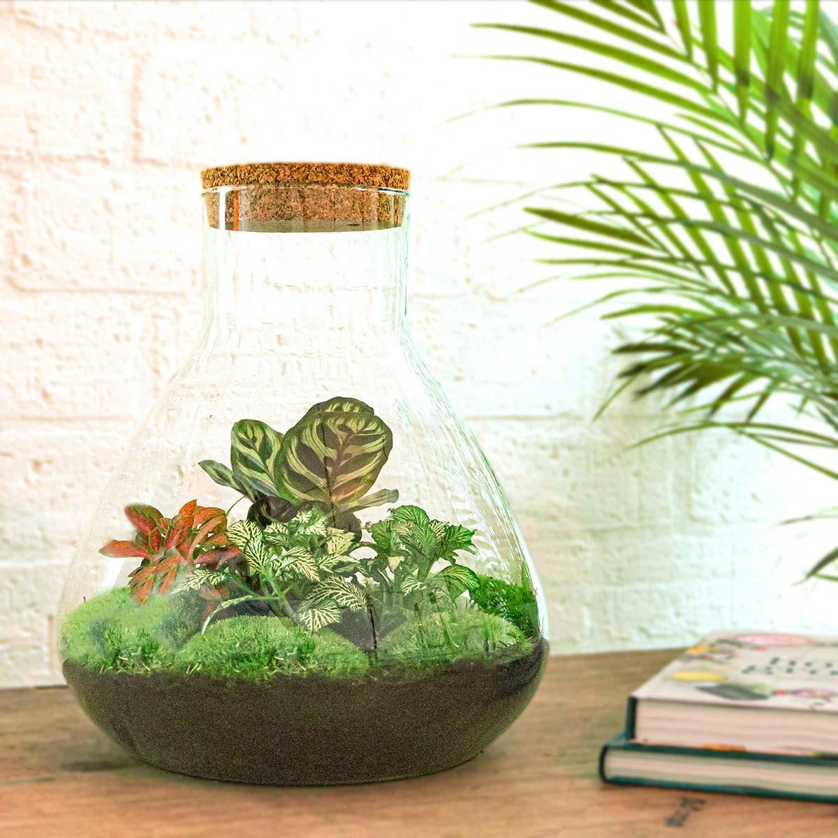 Terrarium - Sam XL Rot (↕ 35 cm - Normal)