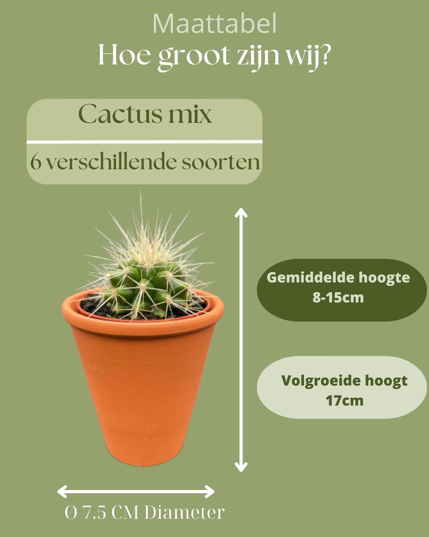 Cactus Mix - 6.5cmØ - 8-15cm hoog- (6 Stuks) - Terracotta - Ø7.5 cm