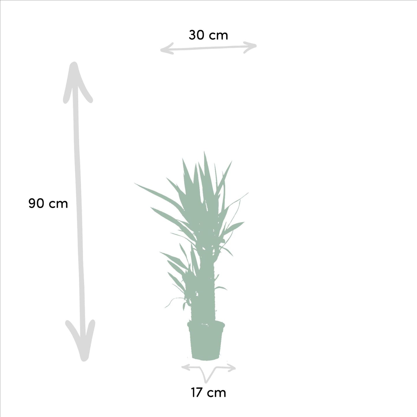 Yucca (2x) - ↨90cm - Ø17cm