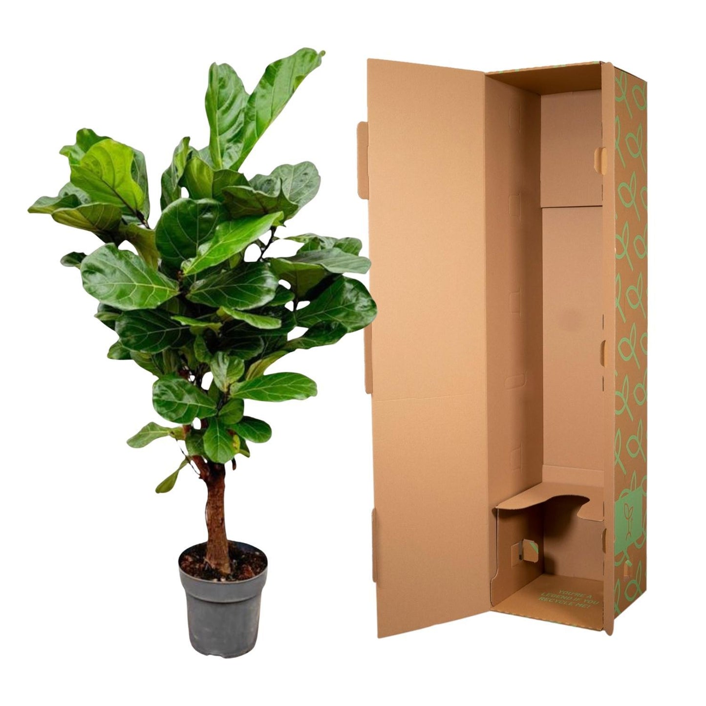 Ficus Lyrata vertakt - 150cm - ø24