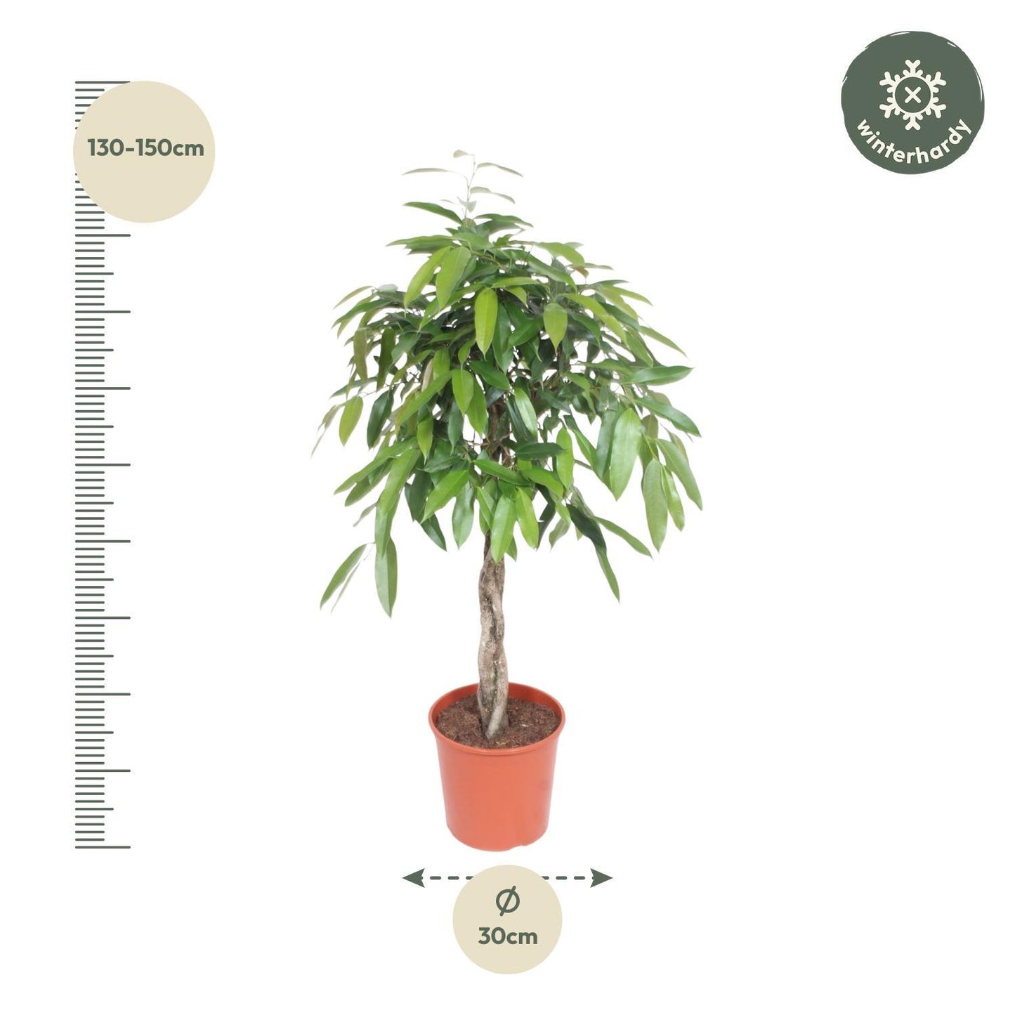 Ficus Amstel King Geflochtenem Stamm - 140 cm - Ø30 cm