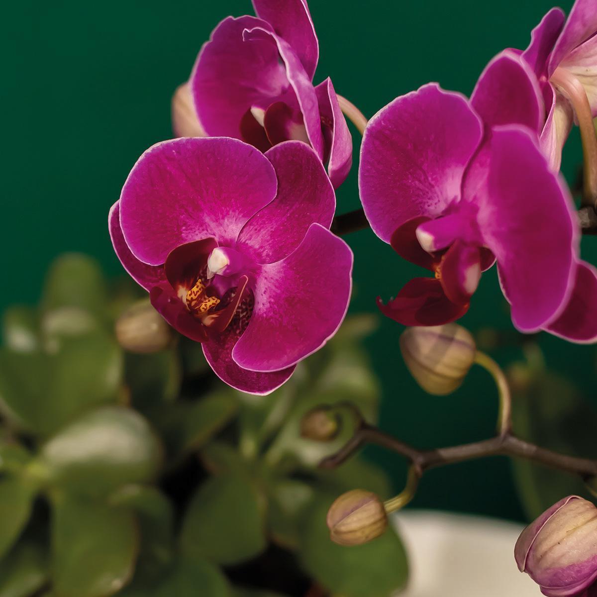 Komplettes Pflanzenset Hotel Chic - lila | Grünpflanzen mit lila Phalaenopsis-Orchidee inkl. Keramik-Ziertöpfe und Zubehör