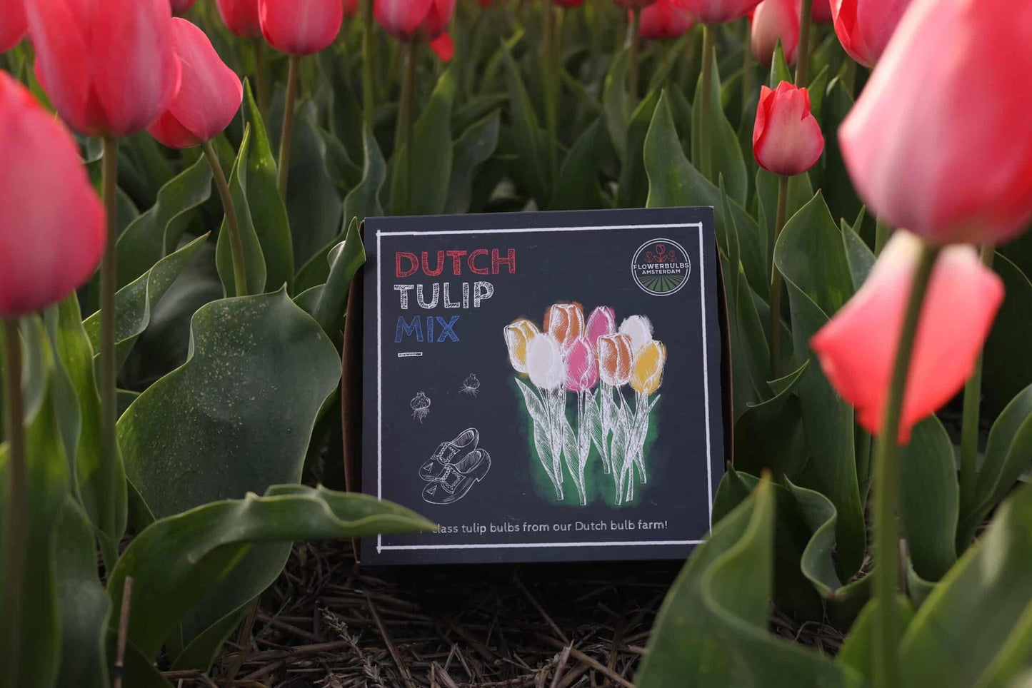 Flowerbulbs Amsterdam Dutch Tulip Mix - Luxusbox mittel, 40 Premium Tulpenzwiebeln, Größe 12+