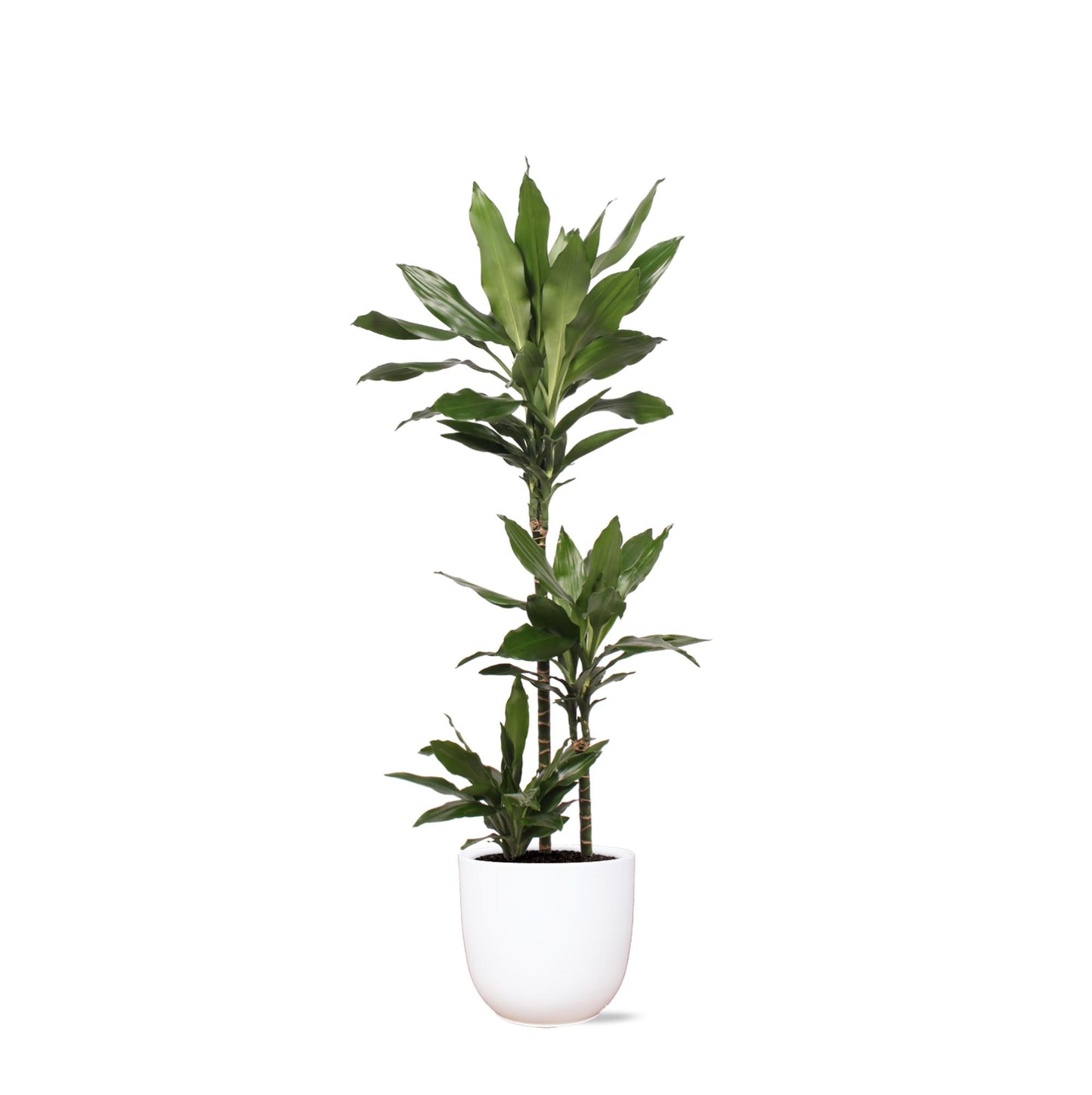 Dracaena Janet Lind Ø24cm ↕120cm in Boule WIT Topf