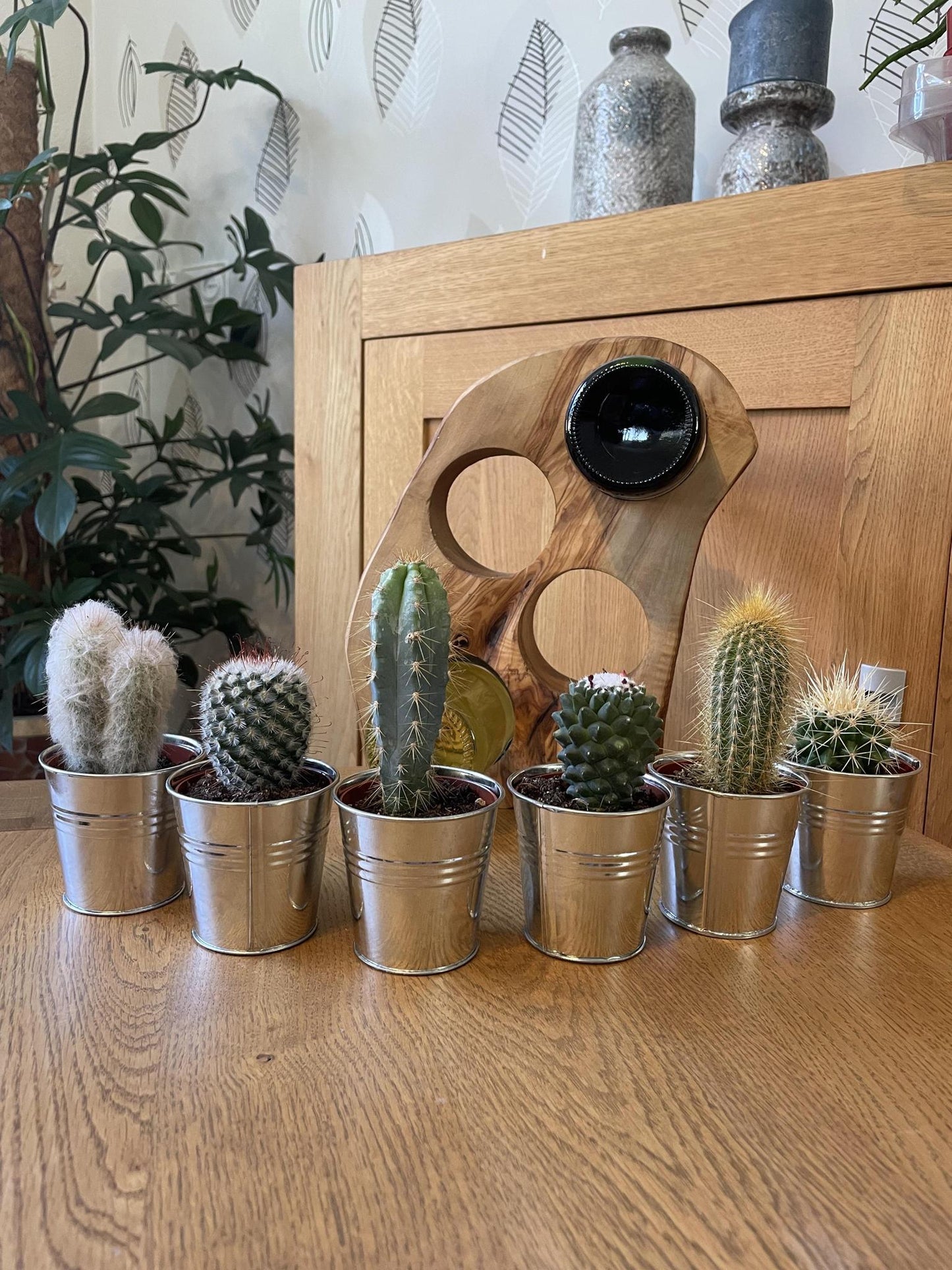 Cactus Mix - 6.5cmØ - 8-15cm hoog- (6 Stuks) - Zinc - Ø7.5 cm