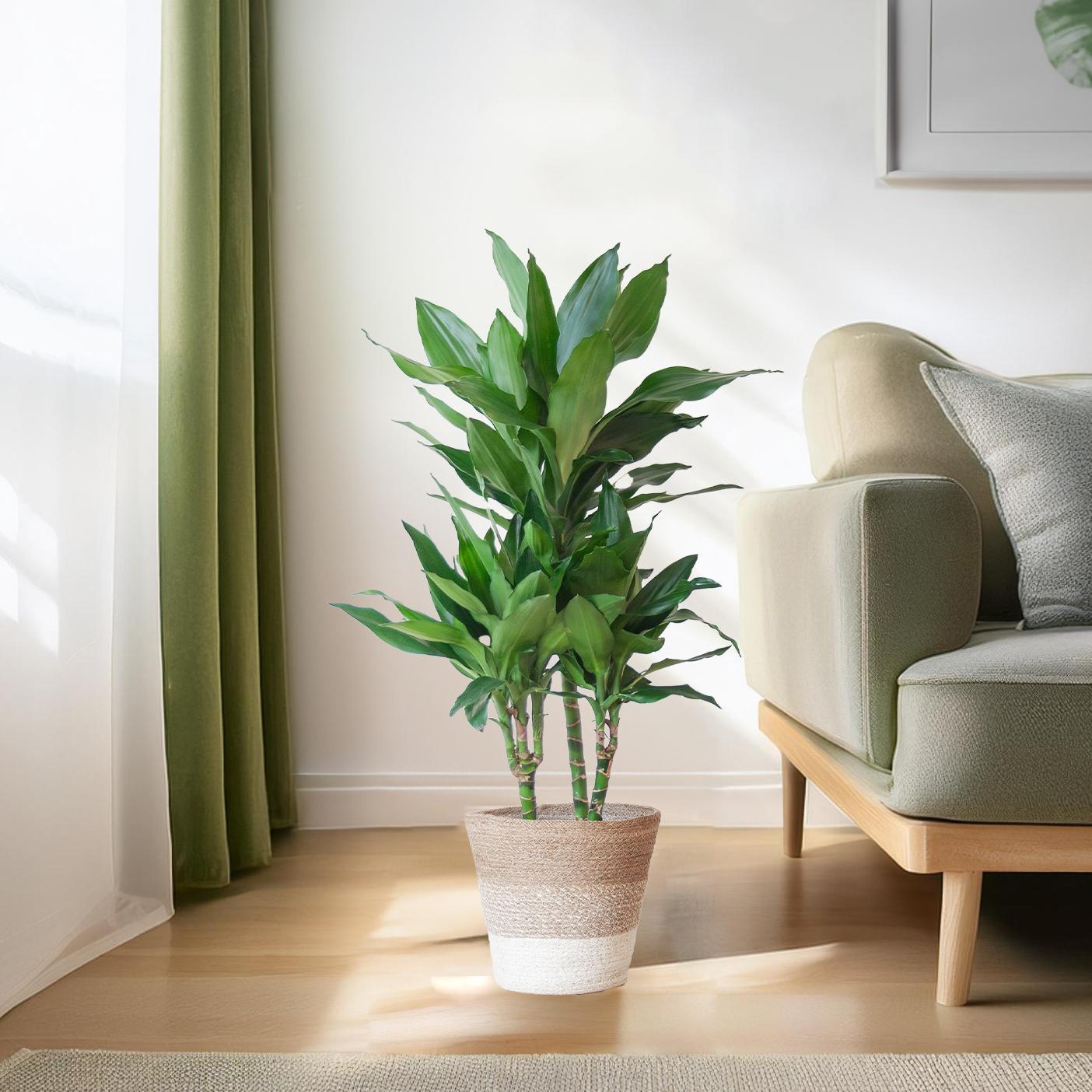 Dracaena  Janet Lindt mit Pflanzkorb Lissabon weiß  - 95cm - Ø21