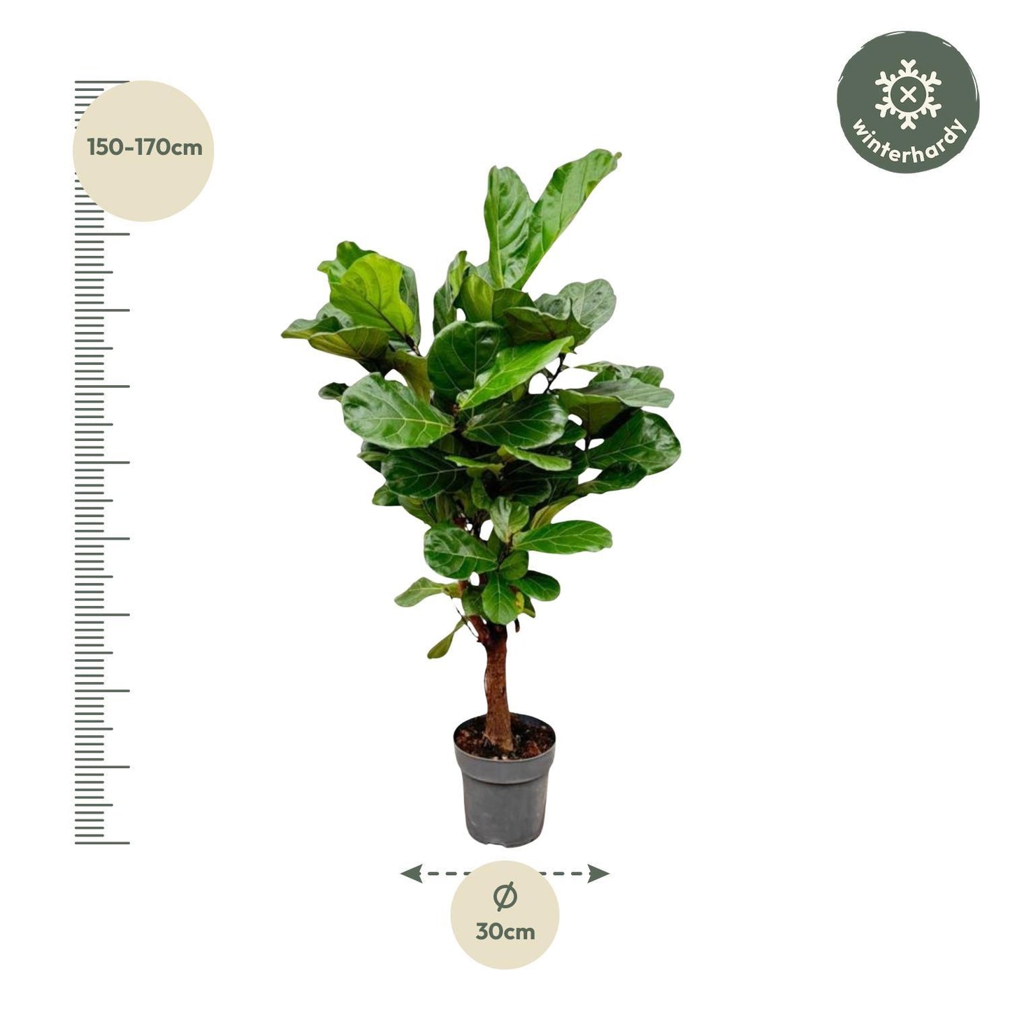 Ficus Lyrata vertakt - 150cm - ø24