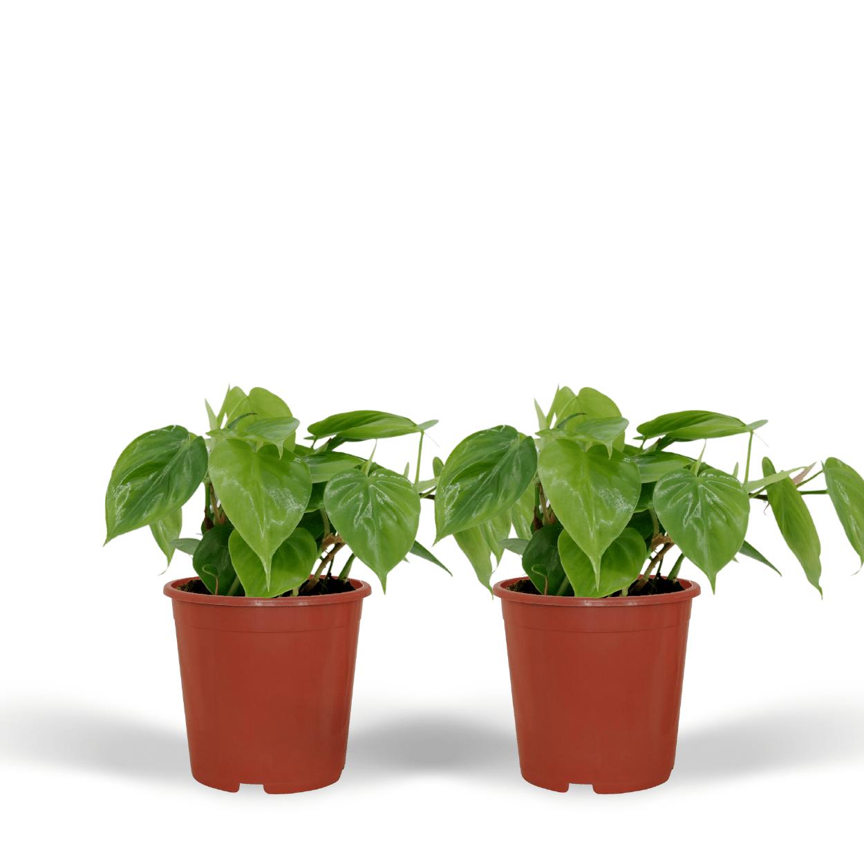 Philodendron Scandens Duo | 2 Kletterpflanzen | Pflegeleichte Zimmerpflanze | 5cm Höhe, ø12cm Topf