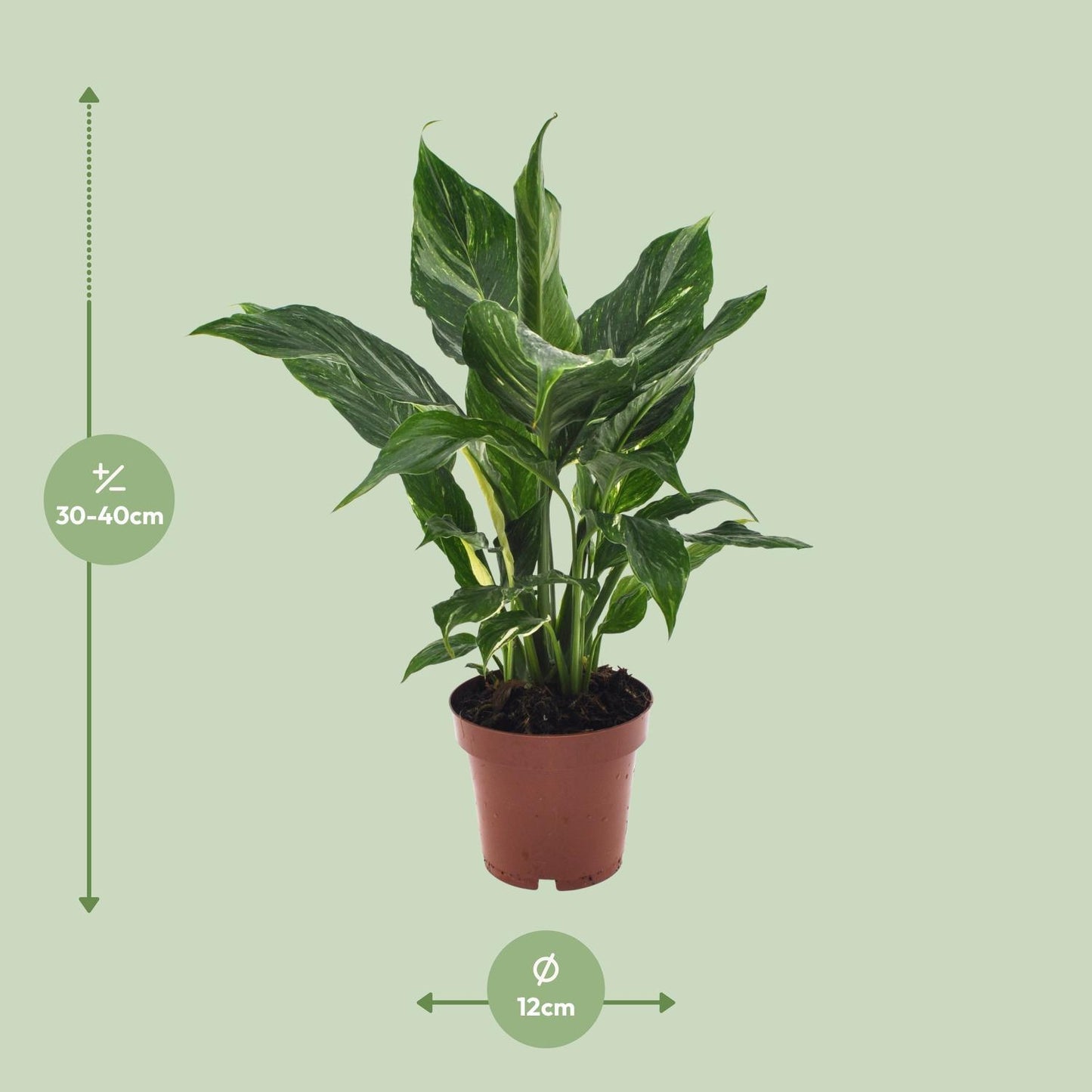 Spathiphyllum Diamond - Ø12cm - ↕40cm | Kompakte Friedenslilie für frische Raumluft